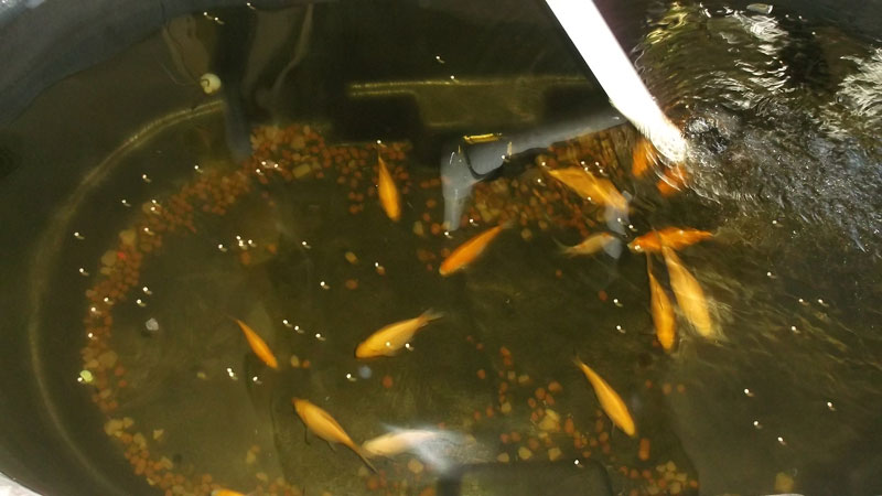 Stock tank with goldfish